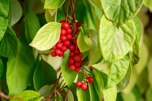 schisandra chinensis o bacca a cinque sapori su un ramo. bacche fresche rosse mature su foglie verdi in giardino. - herbal medicine chinese medicine medicine alternative medicine foto e immagini stock