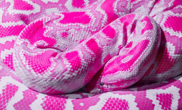 Abstract pink snake Abstract pink python wrapped in a coil pink snake stock pictures, royalty-free photos & images