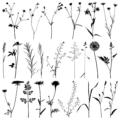 Set of plants and flowers silhouettes. Detailed images isolated black on white background. Vector design elements.