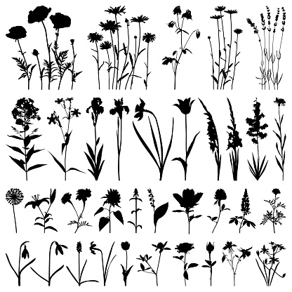 Set of plants silhouettes. Different flowers: daisies, poppies, irises, daffodils, gladioli, roses, marigolds, snowdrops, lavender. Detailed images isolated black on white background. Vector design elements.