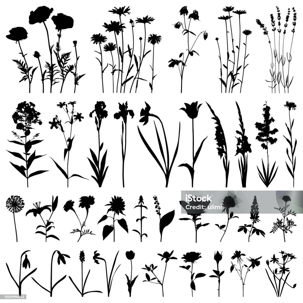 Flowers silhouette, vector images Set of plants silhouettes. Different flowers: daisies, poppies, irises, daffodils, gladioli, roses, marigolds, snowdrops, lavender. Detailed images isolated black on white background. Vector design elements. In Silhouette stock vector