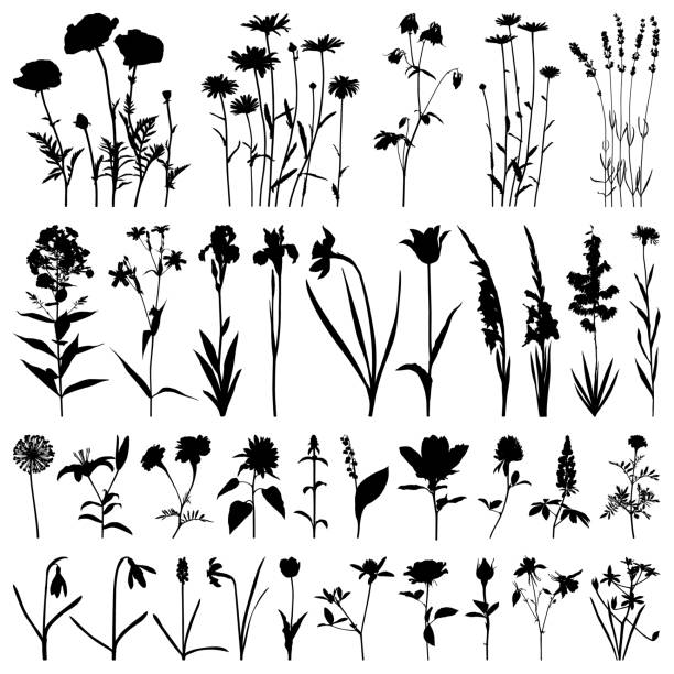 Flowers silhouette, vector images Set of plants silhouettes. Different flowers: daisies, poppies, irises, daffodils, gladioli, roses, marigolds, snowdrops, lavender. Detailed images isolated black on white background. Vector design elements. lily of the valley garden stock illustrations