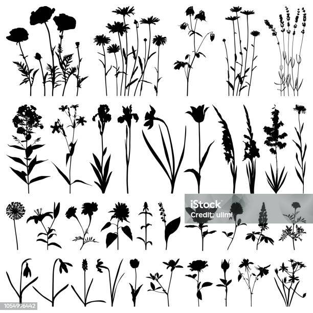 Flowers Silhouette Vector Images Stock Illustration - Download Image Now - In Silhouette, Flower, Wildflower