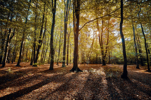 istock Scenic forest view at sunrise. 1054997398