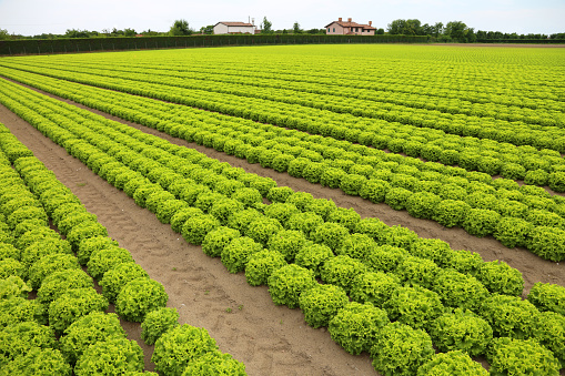 intensive cultivation of lettuce in a field with sandy soil to facilitate water drainage