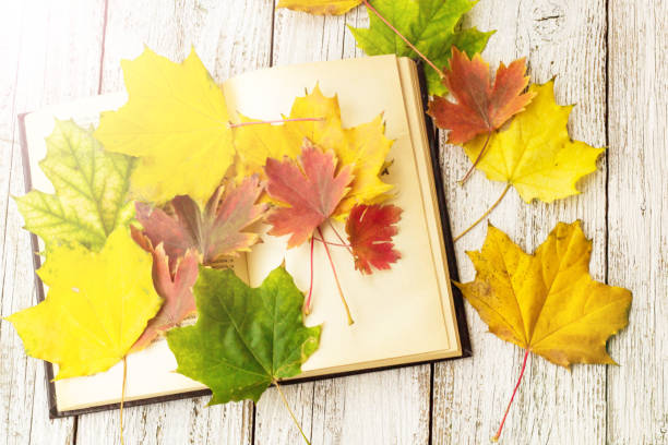 istock Open Book and colorful maple leaves on white wooden background 1055000074