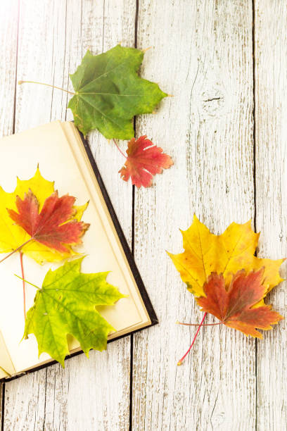 istock Open Book and colorful maple leaves on white wooden background 1055000076