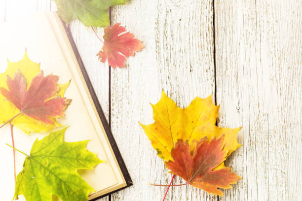 istock Open Book and colorful maple leaves on white wooden background 1055000108