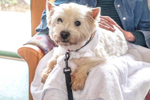 thérapie pour animaux de compagnie chien visite retraite - westie est sur les genoux de la personne âgée âgée - senior adult dog nursing home pets photos et images de collection