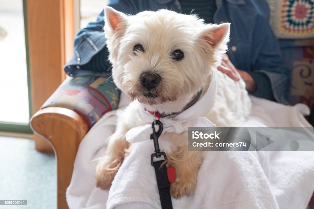 Cute therapy dog on lap of senior person in retirement care home lounge room Cute therapy westie dog on lap of senior person in retirement care home lounge room Animal-Assisted Therapy Stock Photo