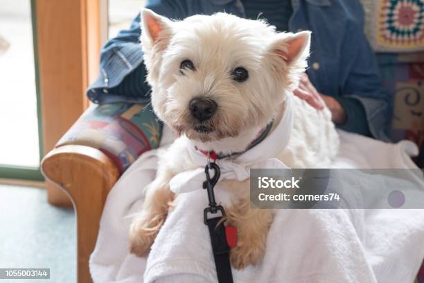 Cute Therapy Dog On Lap Of Senior Person In Retirement Care Home Lounge Room Stock Photo - Download Image Now