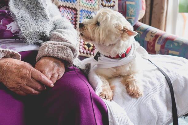 therapie-hund auf couch neben älteren menschen im ruhestand erholungsheim für senioren - gemeinschaftsraum stock-fotos und bilder