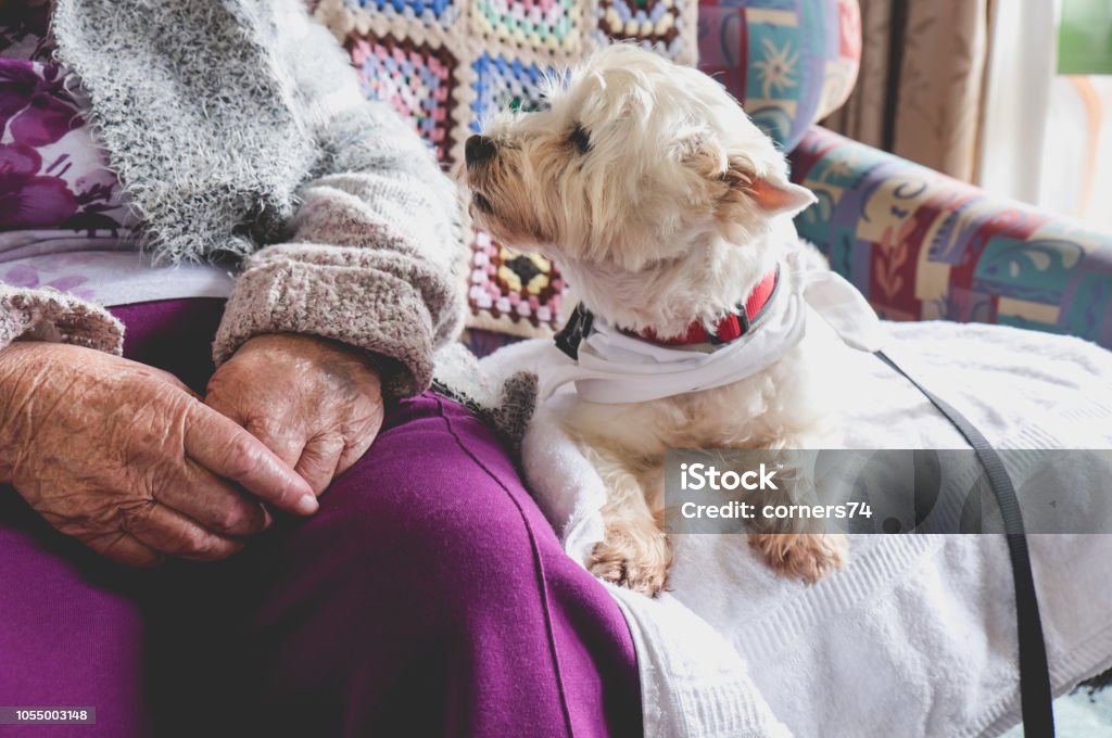 Therapy pet dog on couch next to elderly person in retirement rest home for seniors Therapy pet on couch next to elderly person in retirement rest home for seniors - dog is looking at elderly person Animal-Assisted Therapy Stock Photo