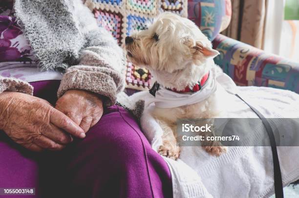 Therapy Pet Dog On Couch Next To Elderly Person In Retirement Rest Home For Seniors Stock Photo - Download Image Now