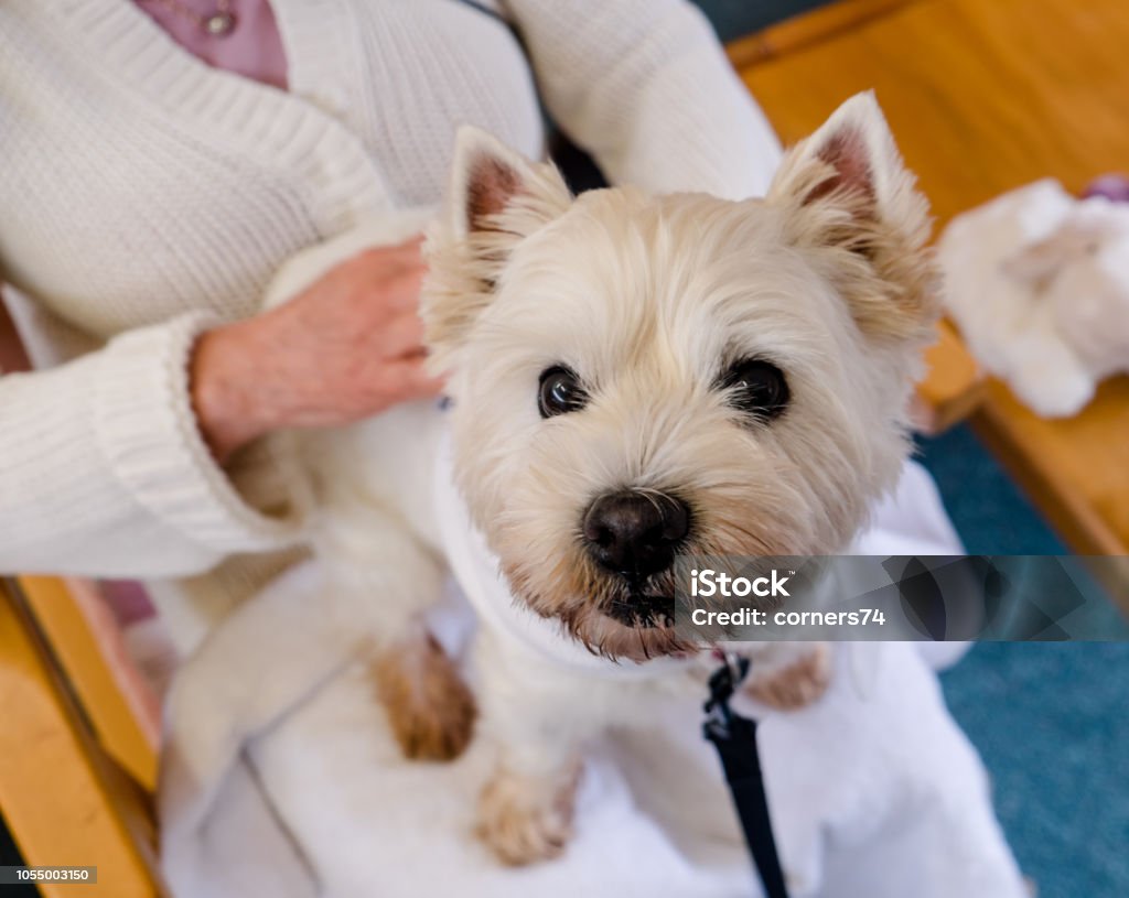 Companionship: therapy pet dog on lap of person in residential care home for elderly people in New Zealand, NZ Companionship: therapy pet westie dog on lap of person in residential care home for elderly people in New Zealand, NZ Aging Process Stock Photo