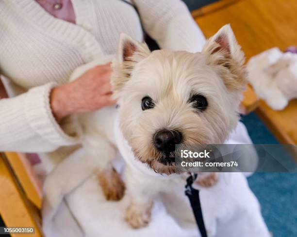 Companionship Therapy Pet Dog On Lap Of Person In Residential Care Home For Elderly People In New Zealand Nz Stock Photo - Download Image Now