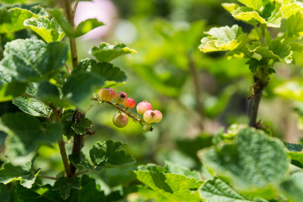 istock Self picking cherries at Odem in Golan Heights, Israel 1055003530