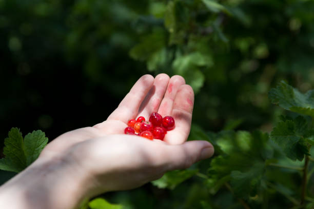 istock Self picking cherries at Odem in Golan Heights, Israel 1055003614