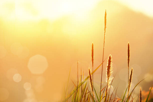 Enjoy your beautiful day Beautiful sunrise over mountain with   Feather pennisetum or Mission grass back litght glow against the sunlight  with sun flare and bokeh, high mountain background landscape. Enjoy your beautiful day pennisetum stock pictures, royalty-free photos & images