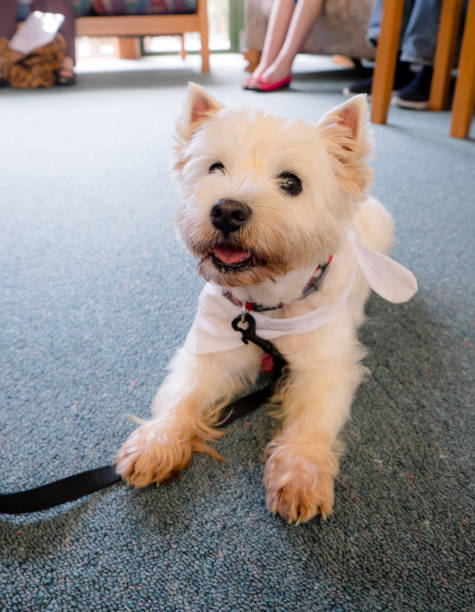 ニュージーランド、ニュージーランドの残りの家共通の部屋の階にセラピー犬 - senior adult dog nursing home pets ストックフォトと画像