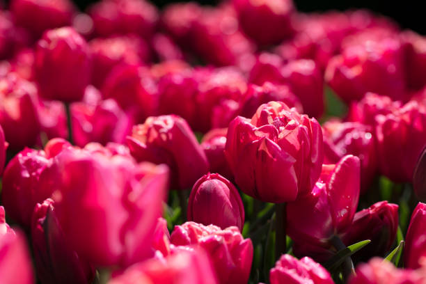 istock Tulips - symbol of the Netherlands. 1055005838