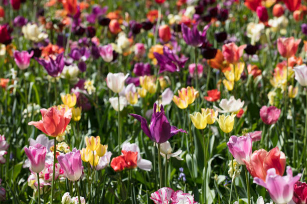 istock Tulips - symbol of the Netherlands. 1055005866