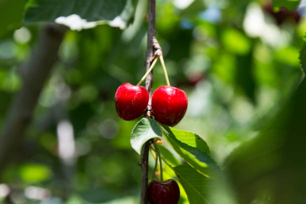 istock Self picking cherries at Odem in Golan Heights, Israel 1055006628