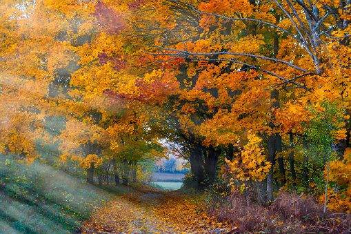 Beautiful Lithuanian autumn landscape, beautifully painted leaves of trees, sunrise.