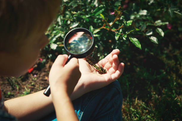 istock kids learning - child exploring dragonfly with magnifying glass 1055008316