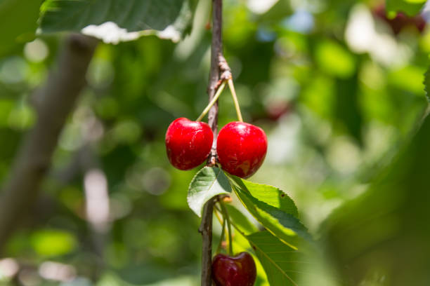 istock Self picking cherries at Odem in Golan Heights, Israel 1055010460