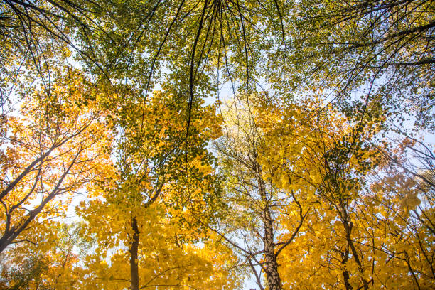 istock A beautiful autumn trees shot from street level against the sky. Beautiful fall patterns and colors. 1055010824