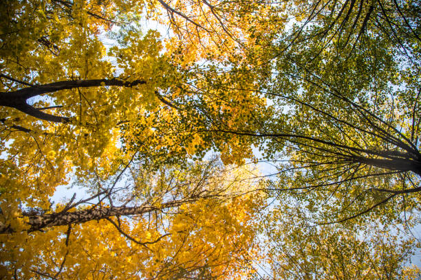 istock A beautiful autumn trees shot from street level against the sky. Beautiful fall patterns and colors. 1055010832