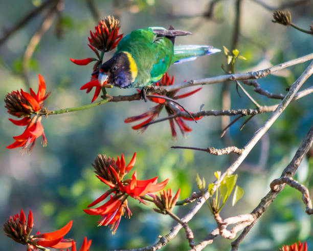 istock Australian Ringneck Parrot eating flowers on Coral Tree 1055011124