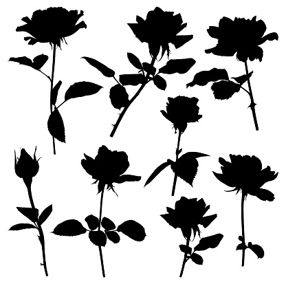 Set of rose flowers. Silhouettes of buds and blooming flowers. Detailed images isolated black on white background. Vector design elements.