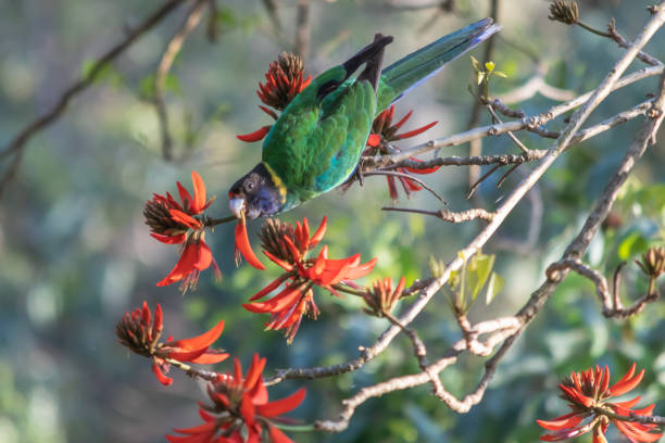 istock Australian Ringneck Parrot eating flowers on Coral Tree 1055011164