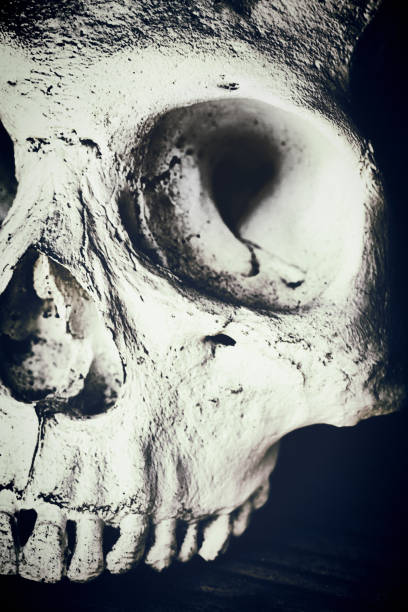 istock Part of an old human skull in black and white 1055011180
