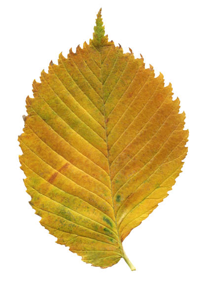 istock Elm autumn leaf close-up isolated on a white background 1055015290