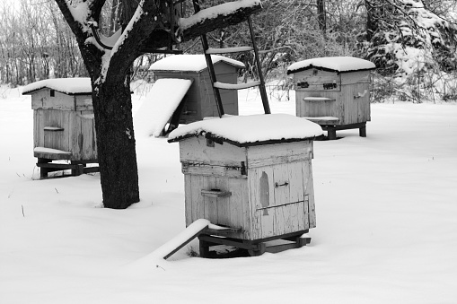 Old bee hives in winter in black and white. Seasonal background and texture.