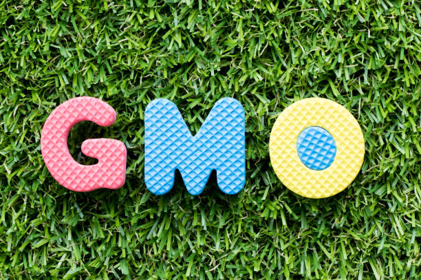 istock Color alphabet letter in word GMO (abbreviation of Genetically Modified Organisms) on artificial green grass background 1055020536
