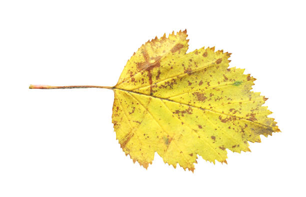 istock Autumn leaf of Crataegus coccinea tree isolated on white background 1055021350