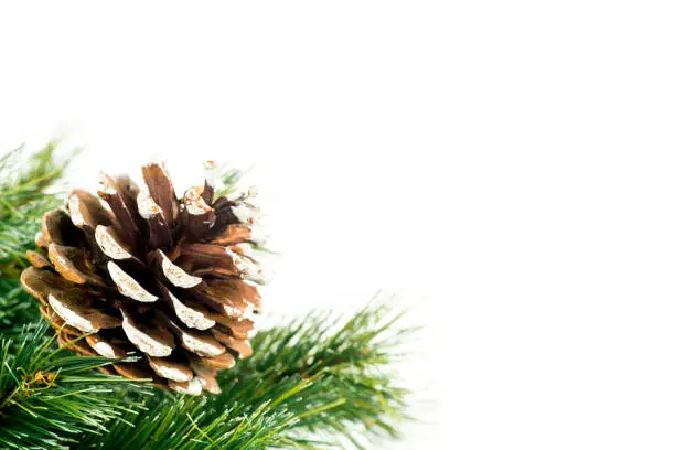 Pine cone on the branch of fir tree for Christmas decoration in the studio, isolated on white background