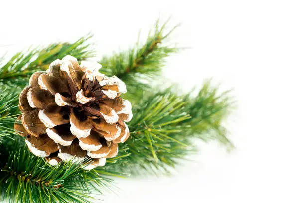 Pine cone on the branch of a coniferous tree for Christmas decoration in the studio, isolated on white background.