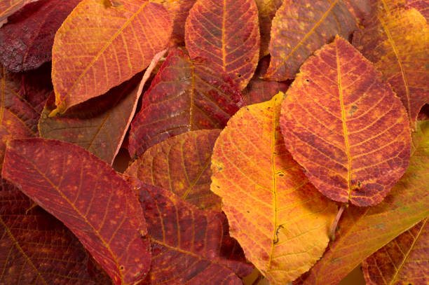 istock Autumn Leaves Studio. Autumn leaf isolated on white background. Close-up view. 1055024580
