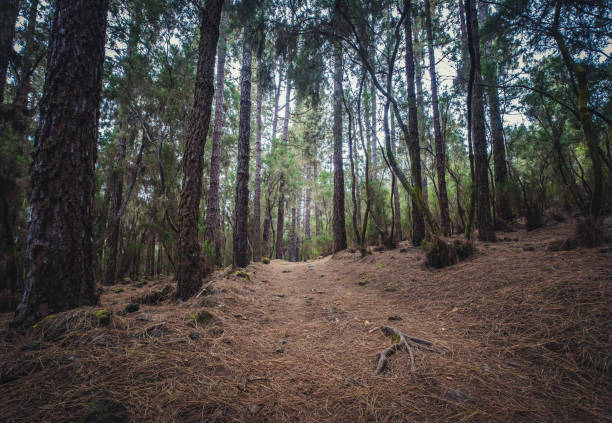 hiking path trough forest landscape -  walkway in wilderness -