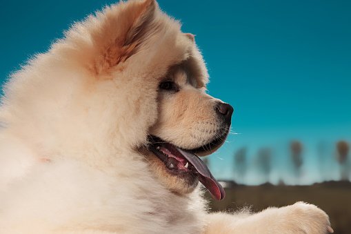 side view of a  chow chow puppy dog's furry head