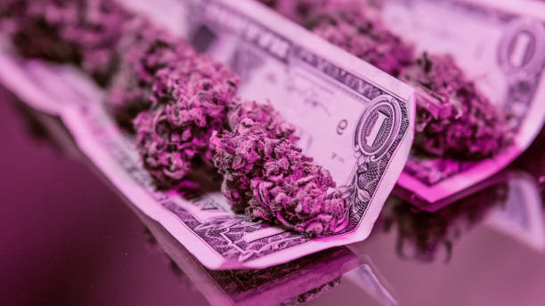 istock Big medical marijuana buds on the dollars background. Illegal narcotic traffic 1055029666