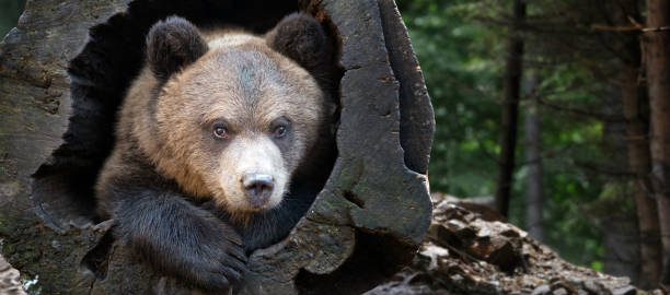 istock Close up bear cub portrait 1055029730