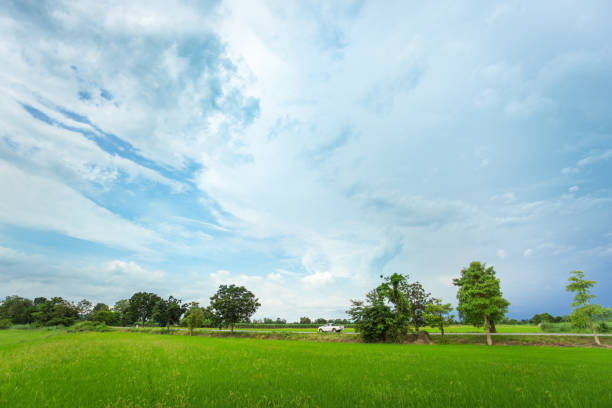 istock Green rice field in a cloudy day 1055029944