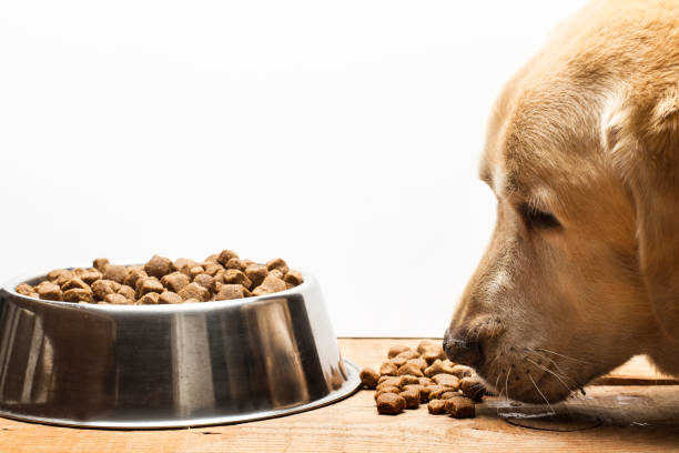 istock Labrador retriever dog eating 1055030056