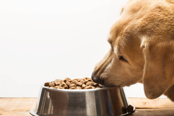 istock Labrador retriever dog eating 1055030204